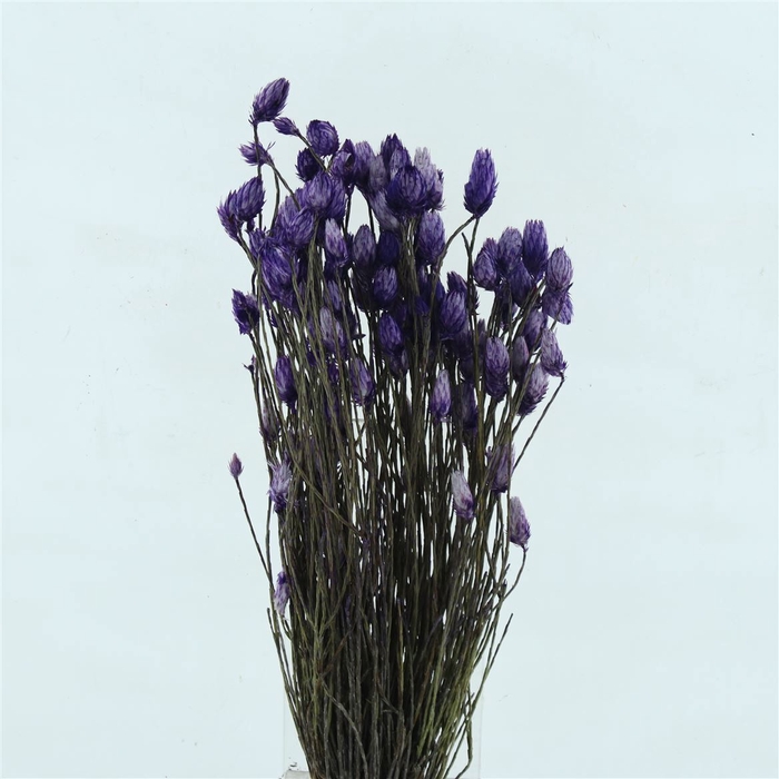 <h4>Kaaps Everlasting Lavender</h4>