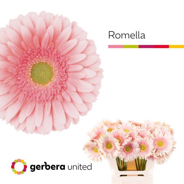 <h4>GE GR ROMELLA</h4>