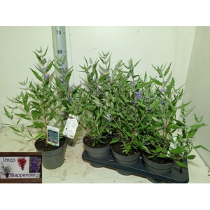 CARYO CL HEAVEN BLUE