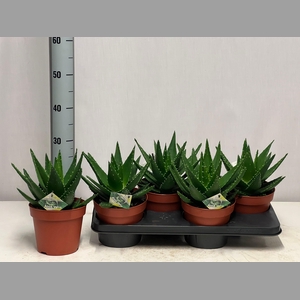 ALOE PERFOLIATA