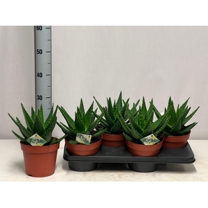 ALOE PERFOLIATA
