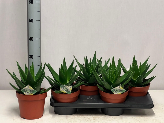 <h4>ALOE PERFOLIATA</h4>