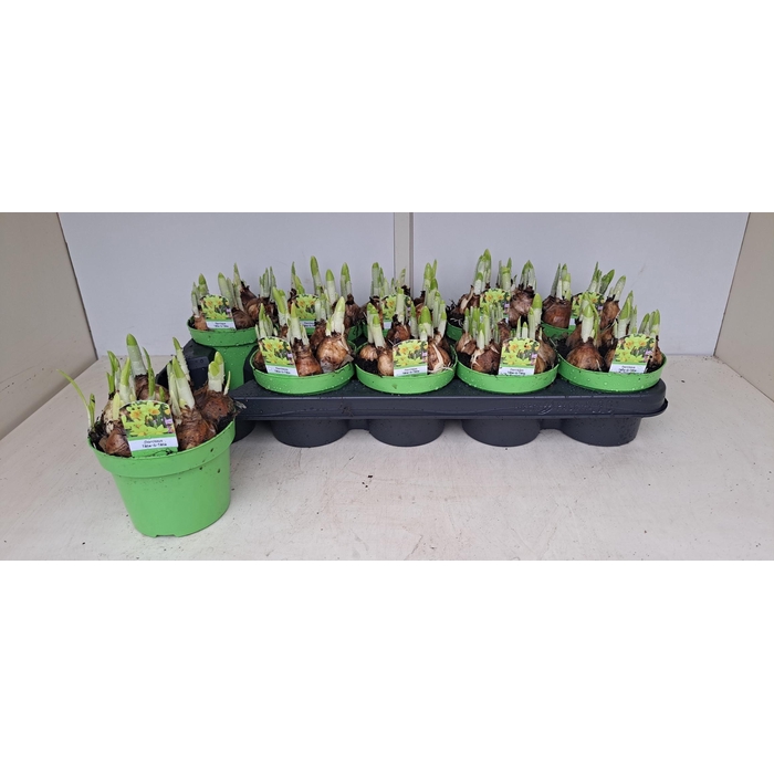 <h4>NARC O TETE A TETE</h4>