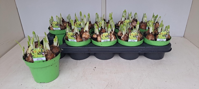 <h4>NARC O TETE A TETE</h4>