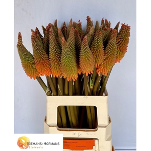 Kniphofia Alcazar Biemans