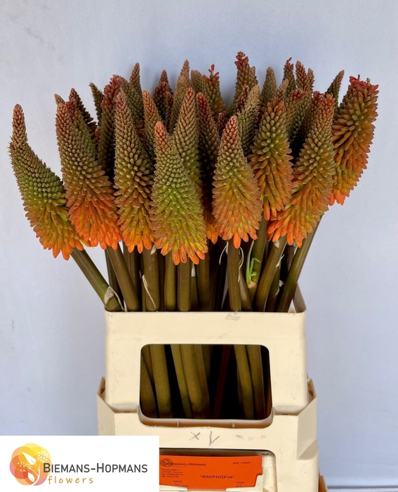 <h4>Kniphofia Alcazar Biemans</h4>