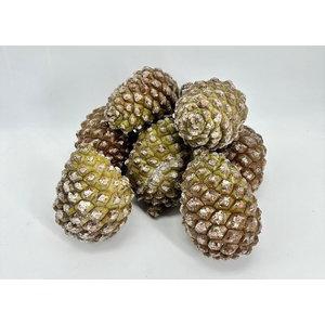 <h4>Pine Cone Pigne XXL X15 Italy</h4>