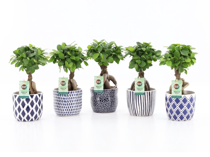 <h4>Ficus Mi Ginseng Keramiek Delft - Blue</h4>