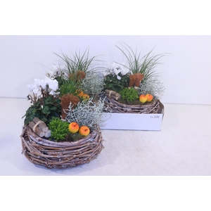 ARR TUINPLANTEN
