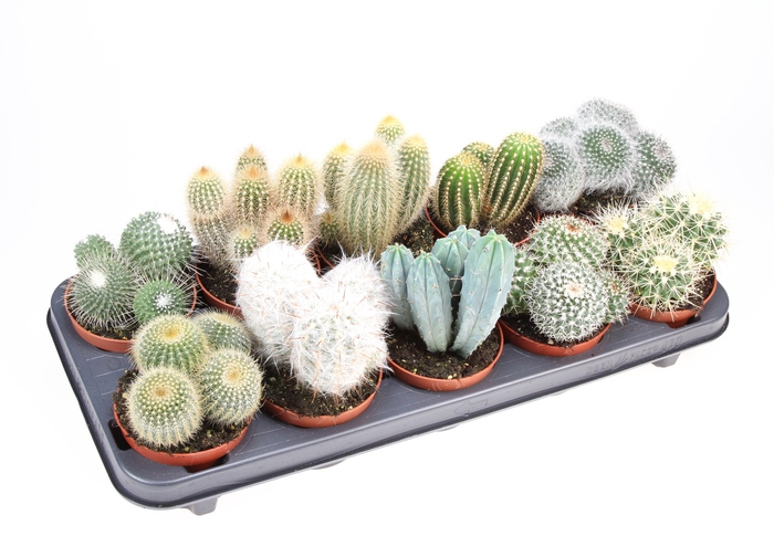 <h4>Cactus mix</h4>