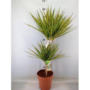 Dracaena marg. 'Sunray'
