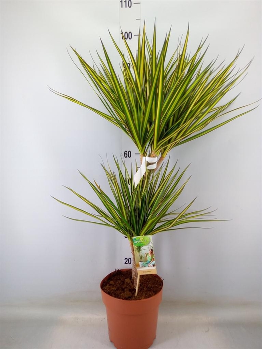 <h4>Dracaena marg. 'Sunray'</h4>