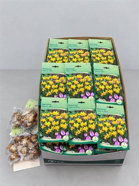 <h4>Bloembol Narcis</h4>