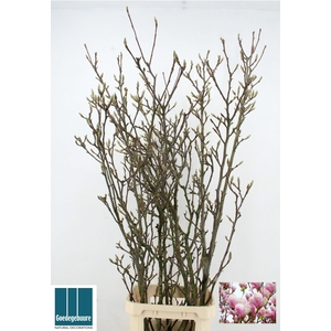 MAGNOLIA GRANDIFLORA