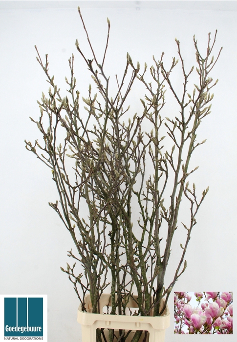 <h4>MAGNOLIA GRANDIFLORA</h4>