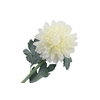 Chrysant Deco Cream Extra