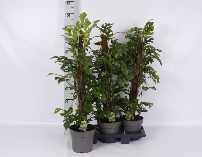 MONSTERA OV