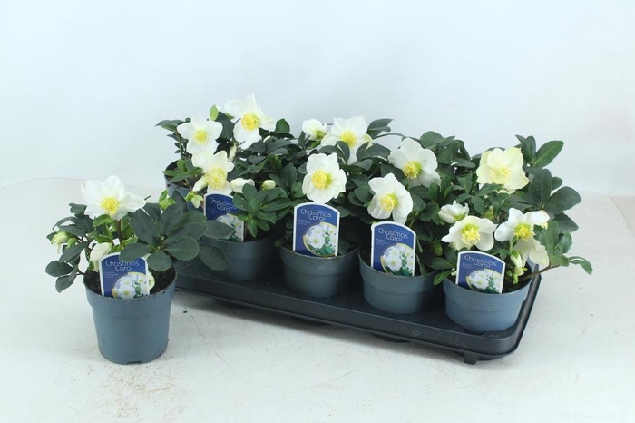 <h4>HELL NI CHR CAROL</h4>