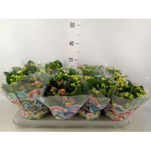 Kalanchoe blos.   ..rosebud mix/pot