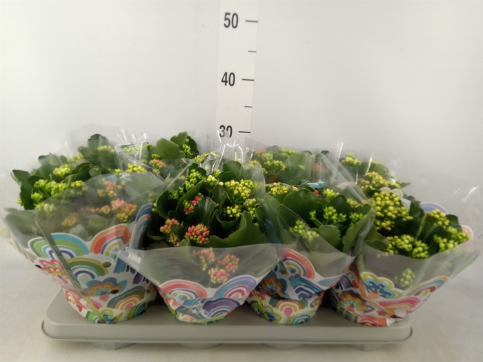 <h4>Kalanchoe blos.   ..rosebud mix/pot</h4>