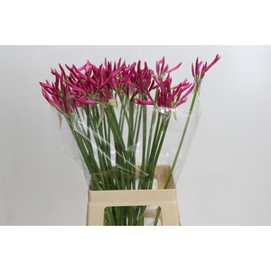Nerine Favoriet