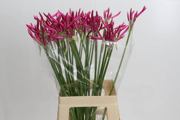 <h4>Nerine Favoriet</h4>