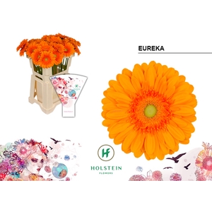 Gerbera Eureka Water