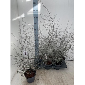 COROKIA COTONEASTER P15