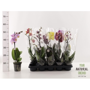 PHAL GEM
