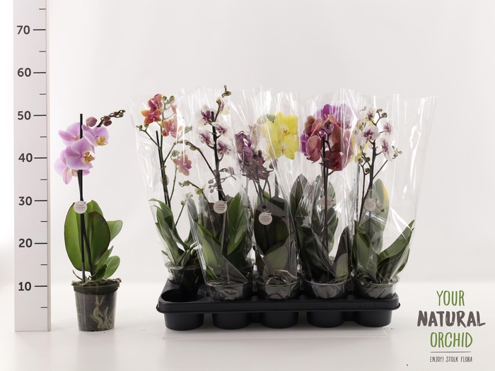 <h4>PHAL GEM</h4>