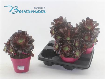 Aeonium Ab Velours