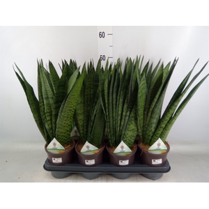 Sansevieria zeylanica