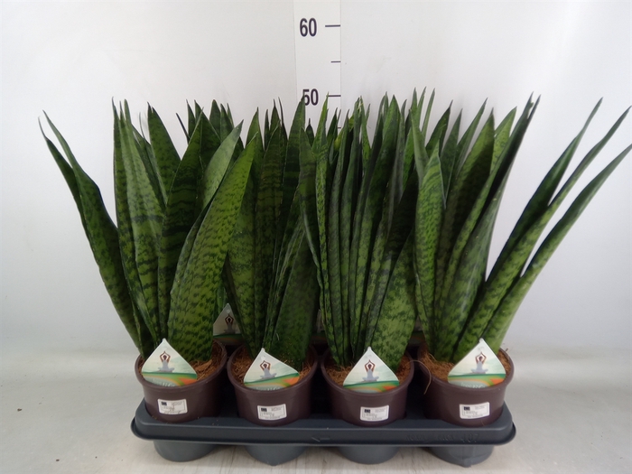 <h4>Sansevieria zeylanica</h4>