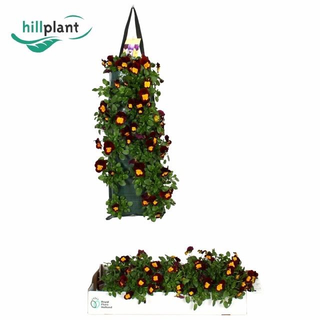 <h4>VIO CO END RED+YELL</h4>