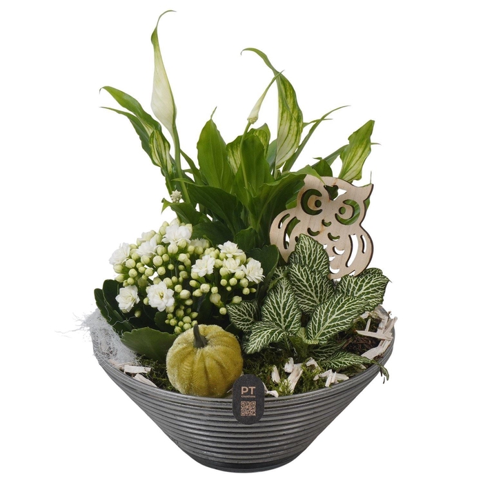 <h4>Arr. Planten L%</h4>