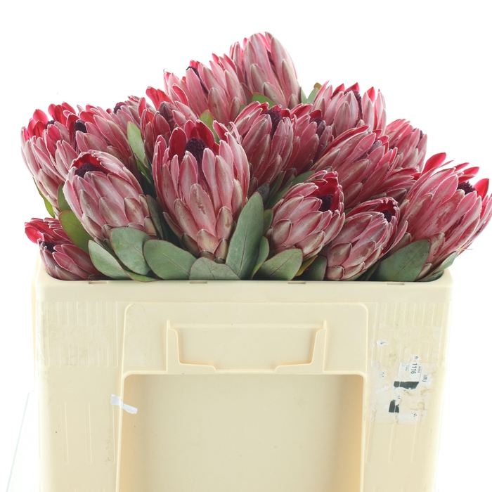 <h4>PROTEA SHARONET</h4>