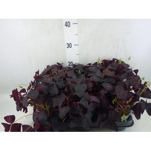 Oxalis trian.