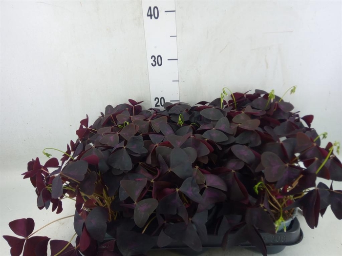 <h4>Oxalis trian.</h4>