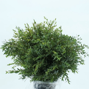 Euca Parvifolia 200 Gram