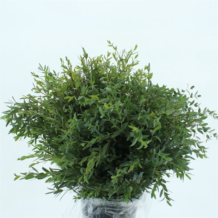 Euca Parvifolia 200 Gram