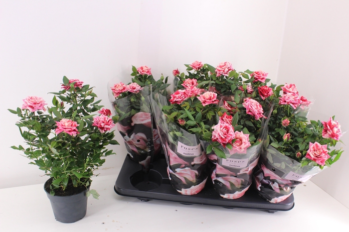 <h4>Ro Ganna Hit</h4>