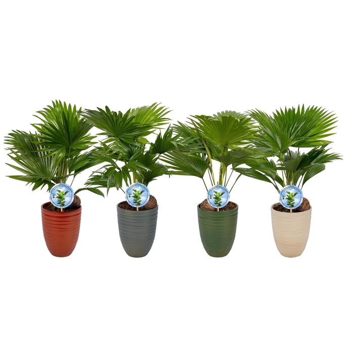 <h4>LIVISTONA ROTUNDIFOL</h4>