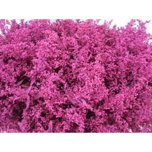 Solidago Cerise
