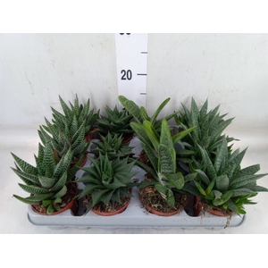 Aloe   ...mix