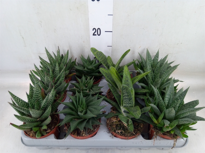 <h4>Aloe   ...mix</h4>