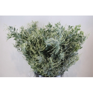 Mimosa Dennisbode P Bunch