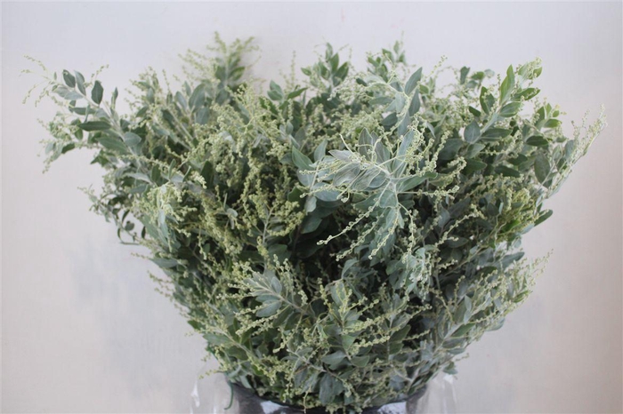 <h4>Mimosa Dennisbode P Bunch</h4>