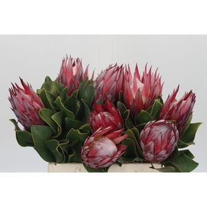 Protea Cynaroides Claire