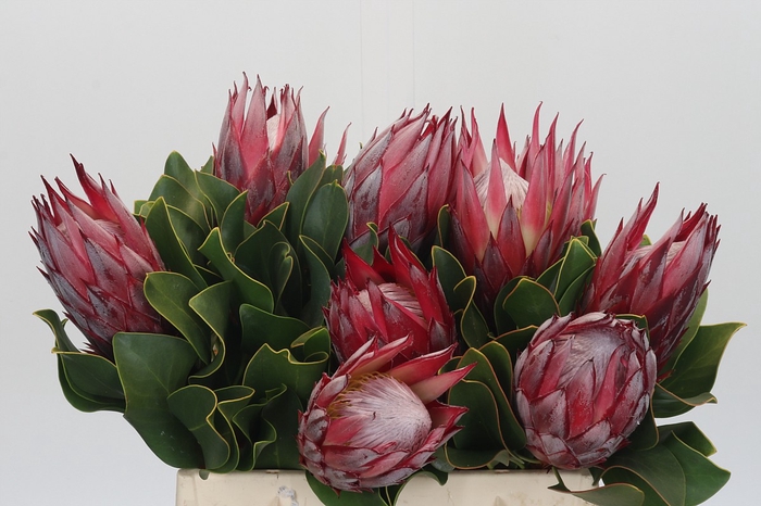 <h4>Protea Cynaroides Claire</h4>
