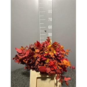 Dr Stuart Stab Autumn Kort